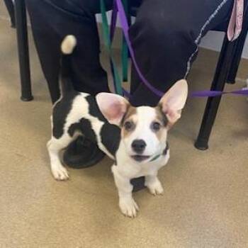 Leo -  Cardigan Welsh Corgi and Beagle Dog for Adoption in West Palm Beach, Florida - Leo | PetCurious