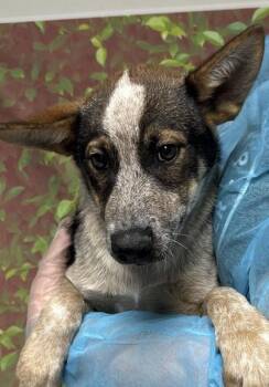 Cattle Dog and Mixed Breed Dogs Available for Adoption in San Antonio, Texas - Nougat | PetCurious
