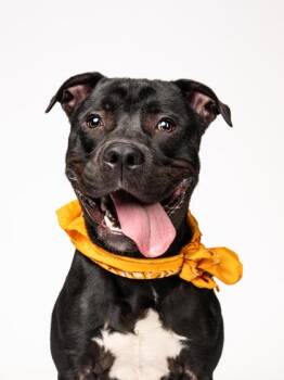 Keeshond -  Pit Bull Terrier and Mixed Breed Dog for Adoption in Atlanta, Georgia - Keeshond | PetCurious