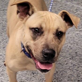 Rescue American Staffordshire Terrier Dogs for Adoption in Greenville, South Carolina - Twitch | PetCurious