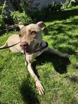 Pit Bull Terrier and Mixed Breed Dogs Available for Adoption in Schenectady, New York - Honey | PetCurious