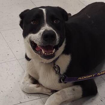 Rescue Spaniel and Pointer Dogs for Adoption in Austin, Texas - Bobby JuM | PetCurious