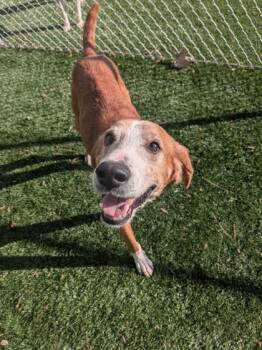 Mixed Breed Dogs Available for Adoption in Louisburg, North Carolina - Gilligan | PetCurious