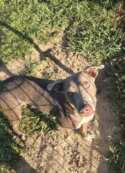 Rescue Retriever Dogs for Adoption in Holbrook, New York - JASEMINE | PetCurious