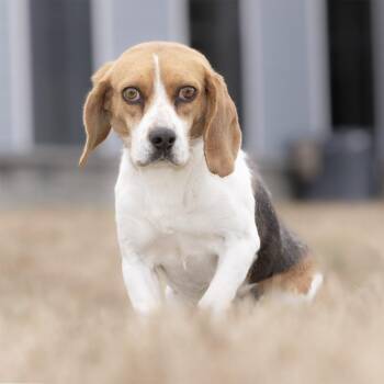 Beagle Dogs Available for Adoption - Lyla | PetCurious
