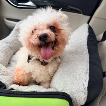 Charles -  Poodle Dog for Adoption - Charles | PetCurious