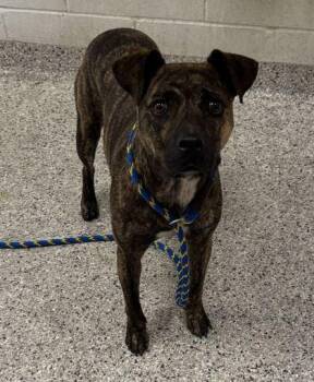 Shimmy -  Pit Bull Terrier and Mixed Breed Dog for Adoption in Kansas City, Missouri - Shimmy | PetCurious