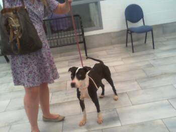 A1265512 -  Mixed Breed Dog for Adoption in Charlotte, North Carolina - A1265512 | PetCurious