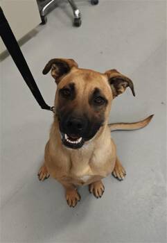 Mixed Breed Dogs Available for Adoption in Santa Fe, New Mexico - SIMBA | PetCurious
