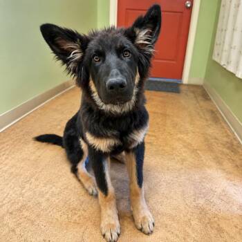 Tate -  German Shepherd Dog Dog for Adoption in Thayne, Wyoming - Tate | PetCurious