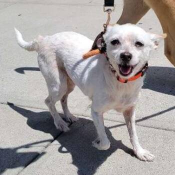 Jerry -  Chihuahua and Rat Terrier Dog for Adoption - Jerry | PetCurious