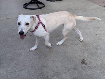 Zara -  Labrador Retriever and Terrier Dog for Adoption in Perry, Georgia - Zara | PetCurious