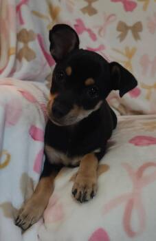 Rat Terrier Dogs Available for Adoption in Houston, Texas - Angelika | PetCurious