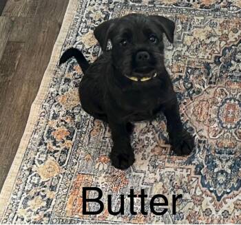 Pug and Schnauzer Dogs Available for Adoption in Hughesville, Maryland - Butternut | PetCurious