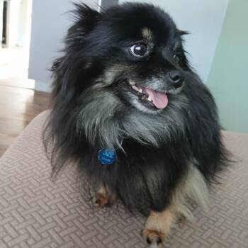 Pomeranian Dogs Available for Adoption - Sassy | PetCurious