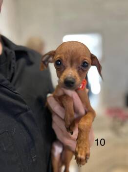 Rescue Chihuahua and Miniature Pinscher Dogs for Adoption in Waxhaw, North Carolina - Bowen | PetCurious