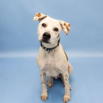 Pit Bull Terrier Dogs Available for Adoption in Milton, Georgia - Fedele | PetCurious