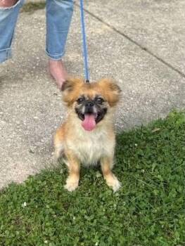 Winnie -  Pomeranian and Pekingese Dog for Adoption in Baltimore, Maryland - Winnie | PetCurious
