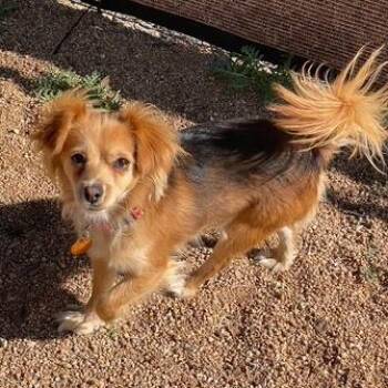 Chihuahua Dogs Available for Adoption - Luna | PetCurious