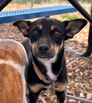 Parson Russell Terrier and Mixed Breed Dogs Available for Adoption in Leesburg, Virginia - JOSIE | PetCurious