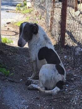 Terrier Dogs Available for Adoption in San Antonio, Texas - SOSUKE | PetCurious