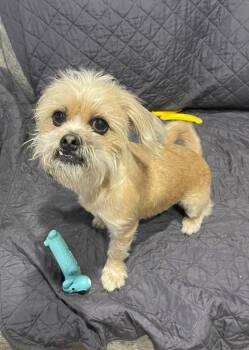 Brussels Griffon and Terrier Dogs Available for Adoption - Jagger | PetCurious