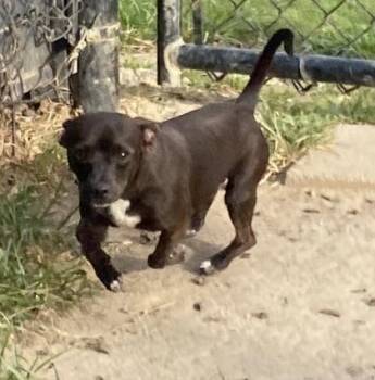 Rockstar(HW+) -  Chihuahua and Mixed Breed Dog for Adoption in Conway, South Carolina - Rockstar(HW+) | PetCurious
