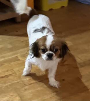 Rescue Tibetan Spaniel Dogs for Adoption in Glenwood City, Wisconsin - Tessa | PetCurious
