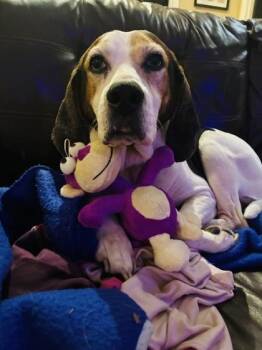 Hound and Mixed Breed Dogs Available for Adoption - 90517a Lucy - Adoptioin Ambassador | PetCurious