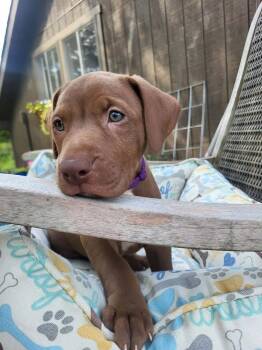Clay -  Labrador Retriever and Pit Bull Terrier Dog for Adoption in Pottstown, Pennsylvania - Clay | PetCurious