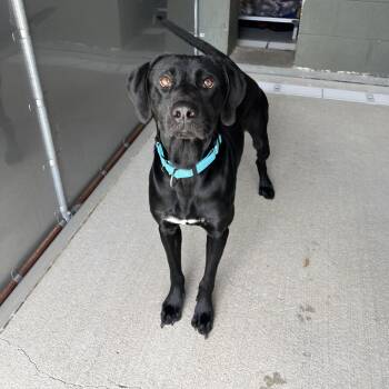 Twister -  Black Labrador Retriever and Mixed Breed Dog for Adoption in Wilmington, Delaware - Twister | PetCurious