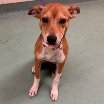 Rebah -  Mixed Breed Dog for Adoption in Memphis, Tennessee - Rebah | PetCurious