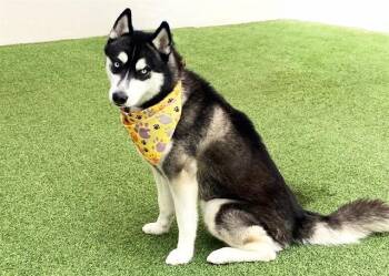 KYLO -  Siberian Husky Dog for Adoption in Fort Lauderdale, Florida - KYLO | PetCurious
