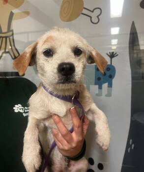 A1913847 -  Terrier and Mixed Breed Dog Available for Adoption in Blythe, California - A1913847 | PetCurious