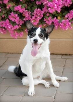 Rescue Jack Russell Terrier and Boston Terrier Dogs for Adoption in El Cajon, California - Goose | PetCurious