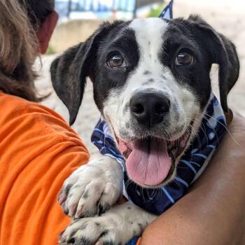 Bagel -  Mixed Breed Dog for Adoption - Bagel | PetCurious