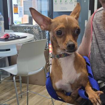 Chico -  Chihuahua Dog for Adoption in Newark, New Jersey - Chico | PetCurious