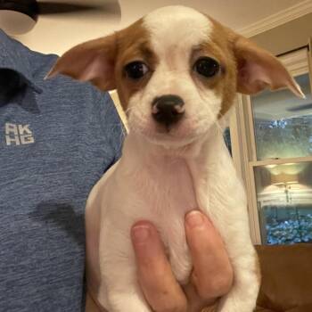 Pebbles -  Chihuahua Dog for Adoption in Austell, Georgia - Pebbles | PetCurious