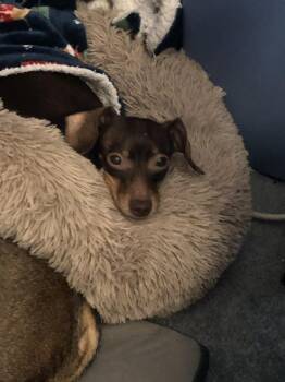 Dachshund and Chihuahua Dogs Available for Adoption - Chewy | PetCurious