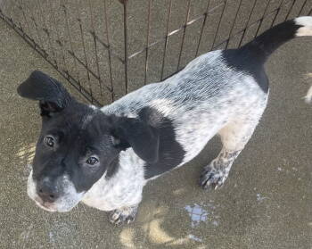 Rescue Australian Cattle Dog Blue Heeler Dogs for Adoption in Rancho Cucamonga, California - Joey | PetCurious