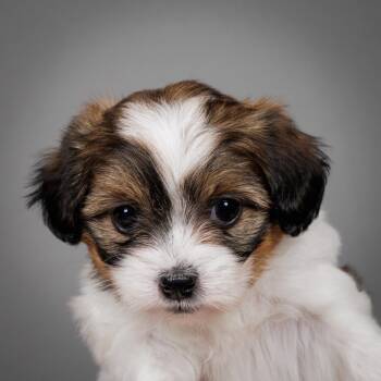 Shih Tzu and Havanese Dogs Available for Adoption - Marigold | PetCurious