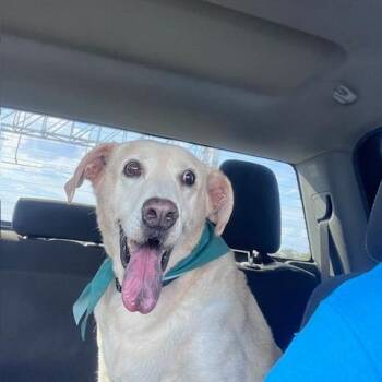 Yellow Labrador Retriever Dogs Available for Adoption in Austin, Texas - Devin SGY | PetCurious
