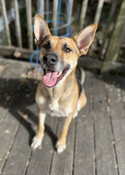 Rescue German Shepherd Dog Dogs for Adoption in Southaven, Mississippi - SAMMIE | PetCurious