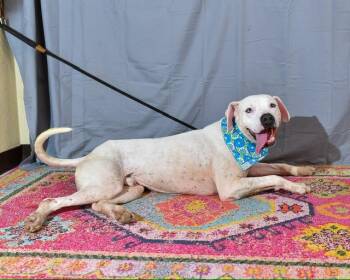 Rescue Pit Bull Terrier Dogs for Adoption in Corsicana, Texas - Tracker | PetCurious