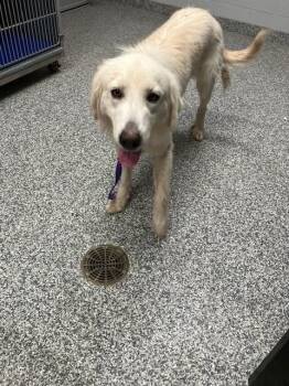Aurora -  Great Pyrenees Dog for Adoption in Mustang, Oklahoma - Aurora | PetCurious