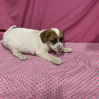 A614028 -  Australian Shepherd and Mixed Breed Dog for Adoption in Modesto, California - A614028 | PetCurious