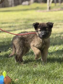 Shepherd Dogs Available for Adoption in Locust Fork, Alabama - Lucky | PetCurious