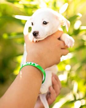 Dachshund Dogs Available for Adoption - Theo | PetCurious