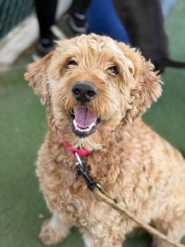 Rueben -  Goldendoodle and Mixed Breed Dog for Adoption in Fruit Heights, Utah - Rueben | PetCurious