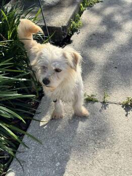 Shih Tzu and Poodle Dogs Available for Adoption in Sanford, Florida - Muffin | PetCurious